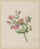 TvB T 184
          <br/>
          Bloemstudie met vlinder
          <br/>
          <em>Snabilie, Maria Geertruida (1776-1838)</em>